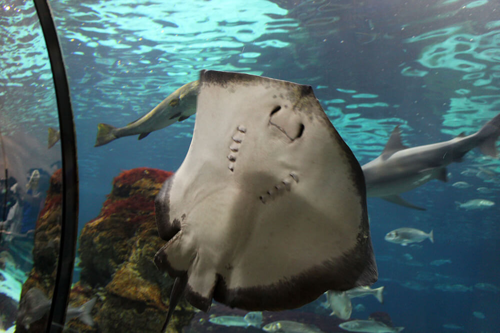 Aquarium of Barcelona