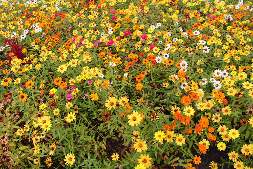 Botanical Gardens of Madrid