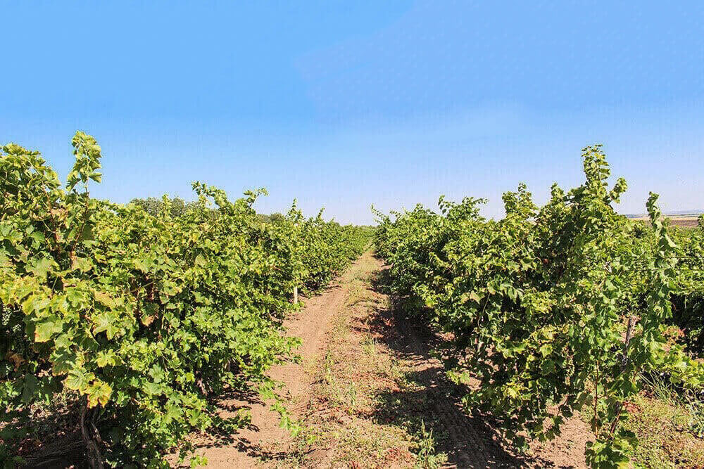 Moldovan vineyards