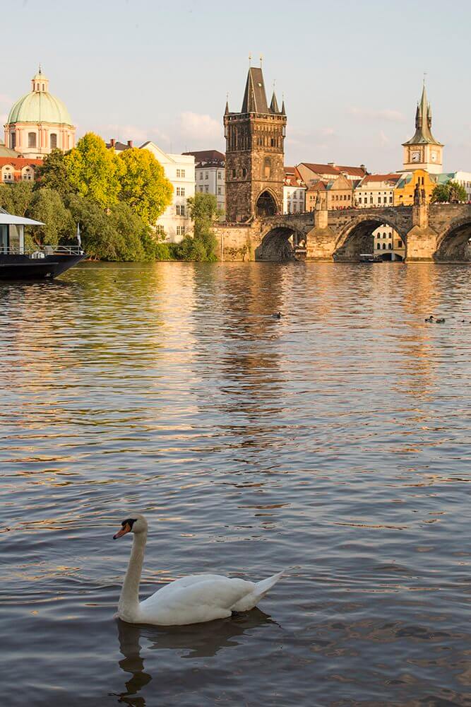 A-swan-and-Charles-Bridge-from-Hergetova-Cihelna