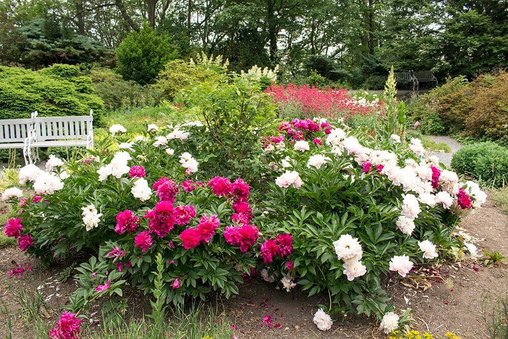 Peonies-on-Petrin-Hill-in-Prague
