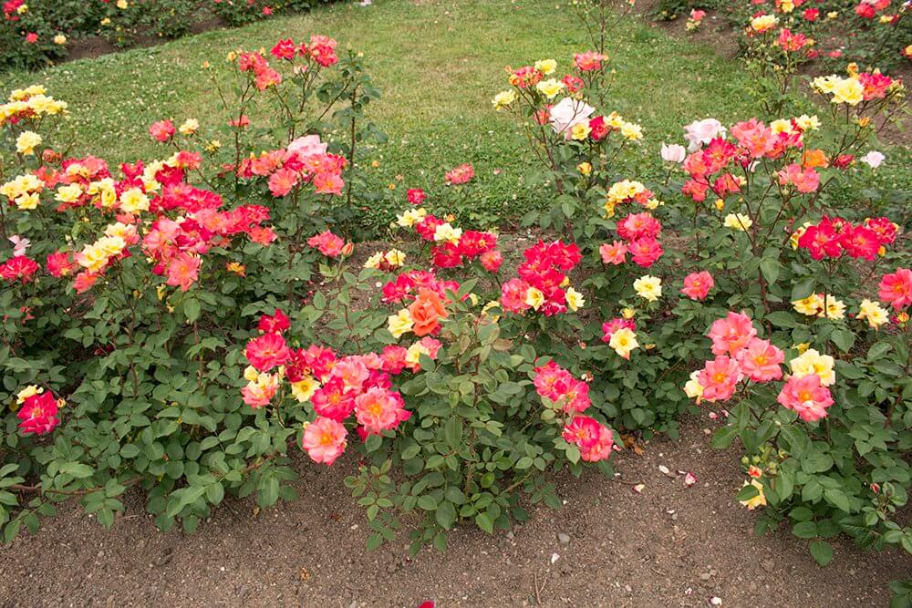 Roses-on-Petrin-Hill-in-Prague