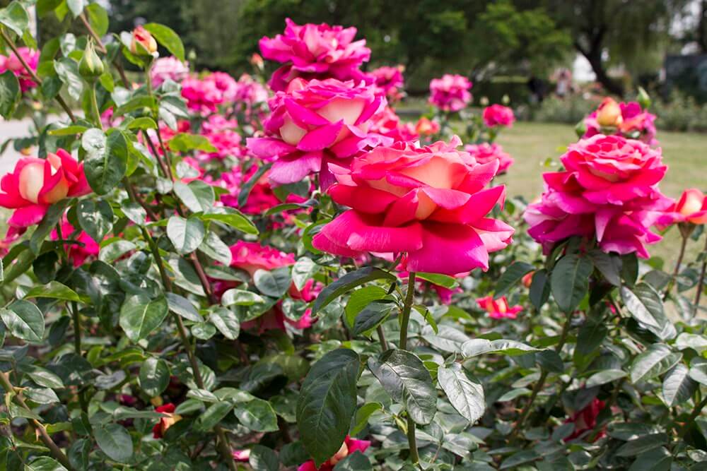 Roses-on-Petrin-Hill-in-Prague