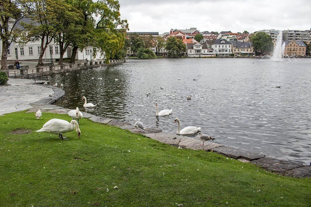 Swans-at-Breiavatnet, Stavanger, Norway