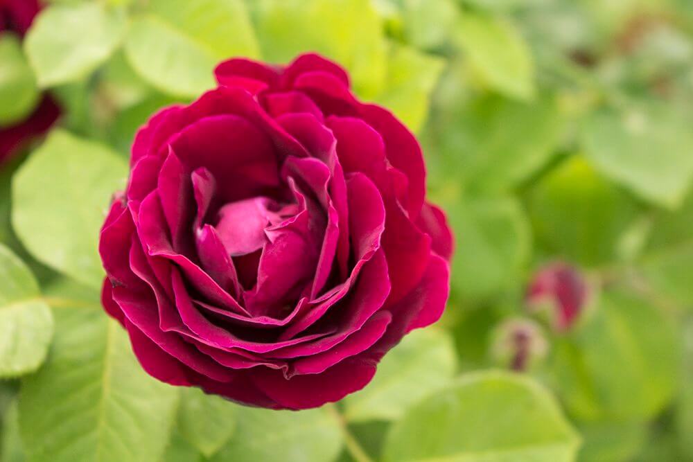 Roses-in-the-garden-of-Monastery-of-the-Minorites-of-the-Poor-Clares-in-Cesky-Krumlov in Czech Republic