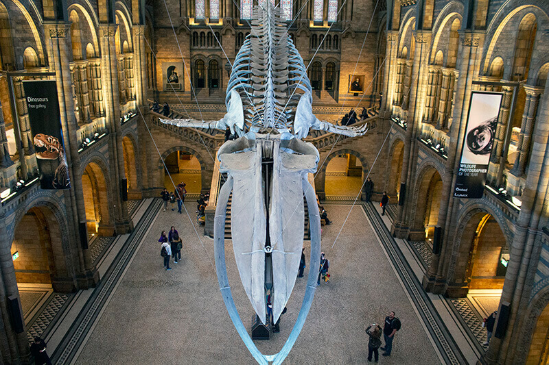 Natural History Museum in London