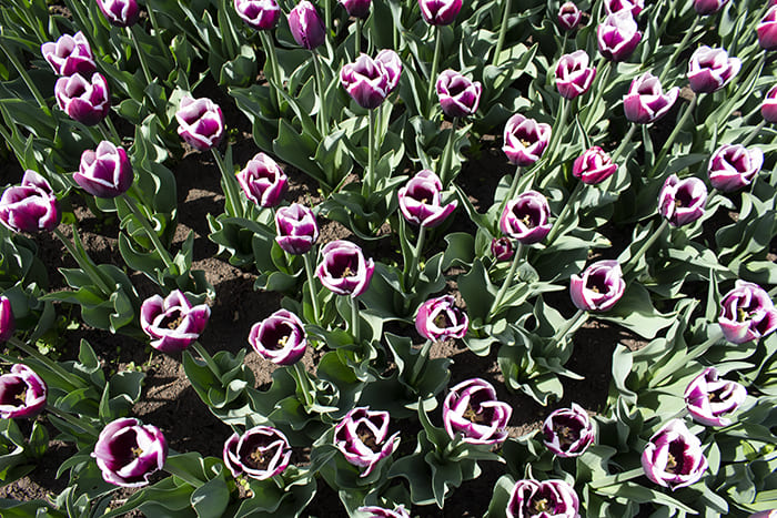 Purple tulips in Botanic garden in Tiraspol