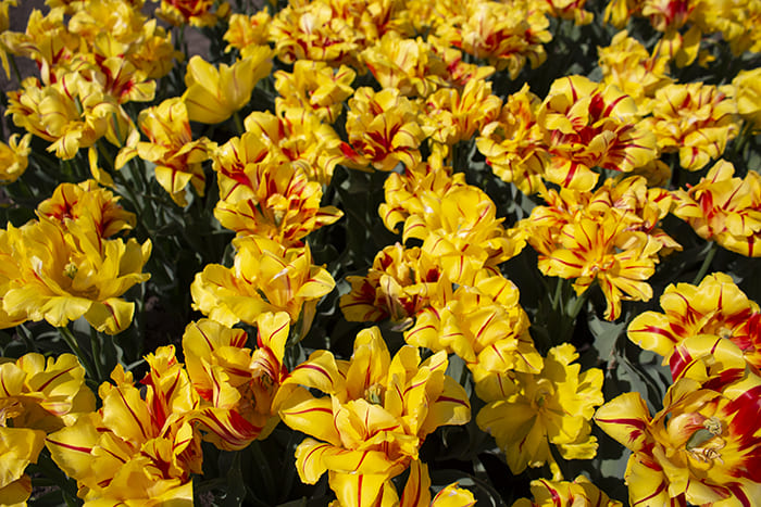 Yellow tulips in Botanic garden in Tiraspol